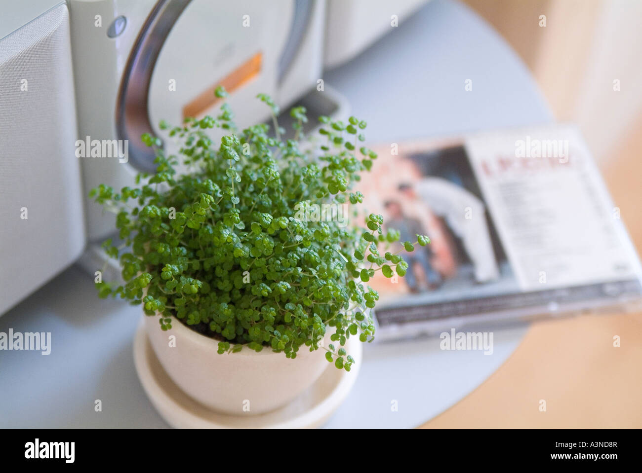 Plante en pot en face de Boom Box Banque D'Images