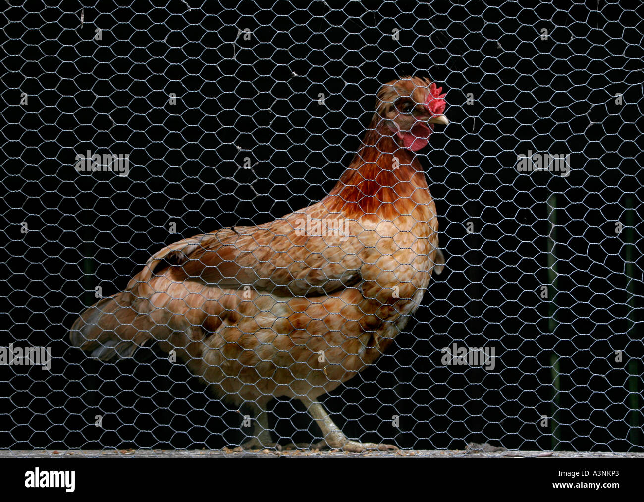 Une Poule Bantam derrière le fil de poulet dans une cage Banque D'Images