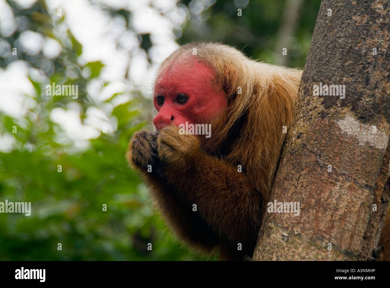 Singe Uakari rouge Banque D'Images