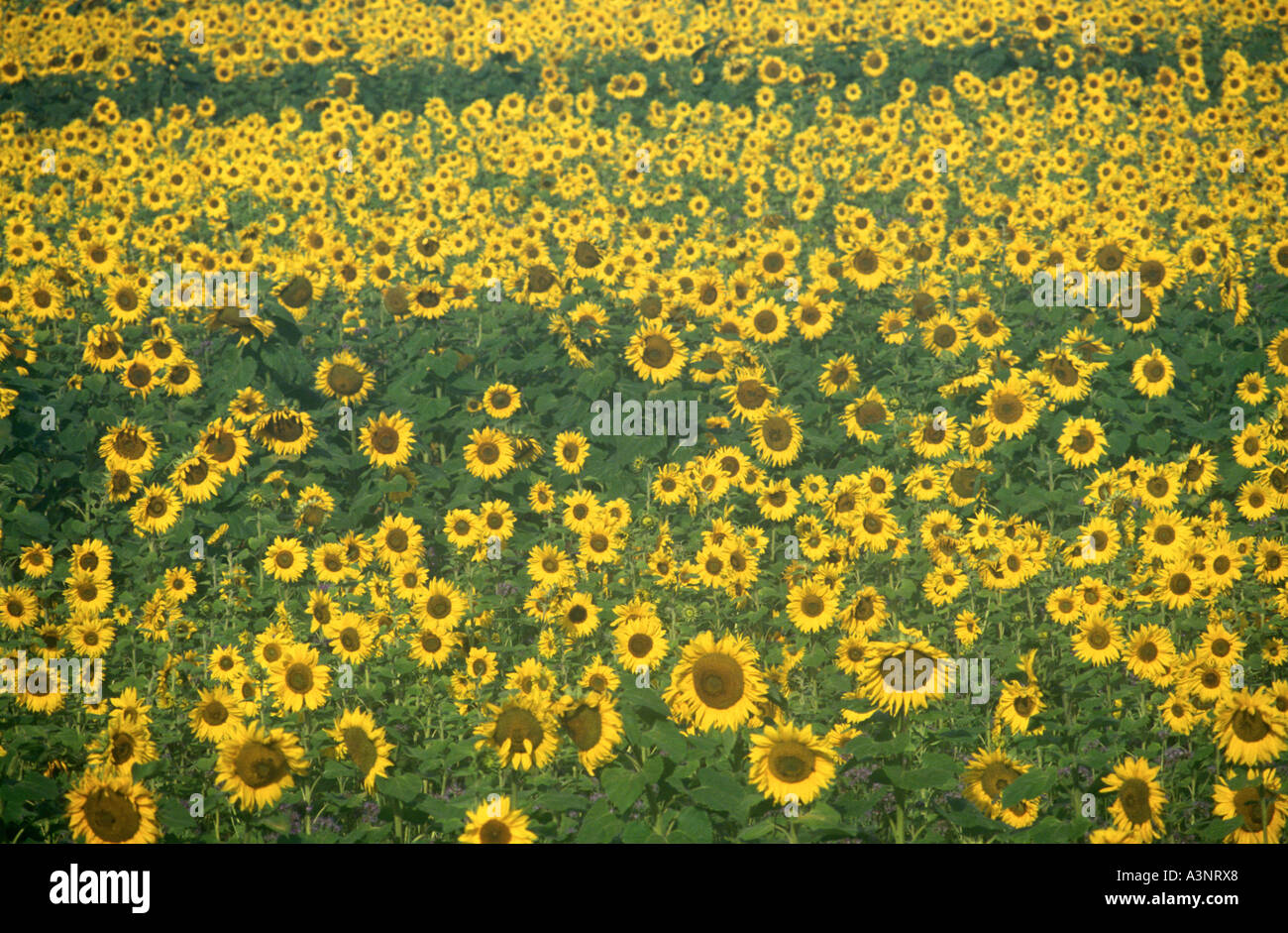 Champ de tournesols Banque D'Images