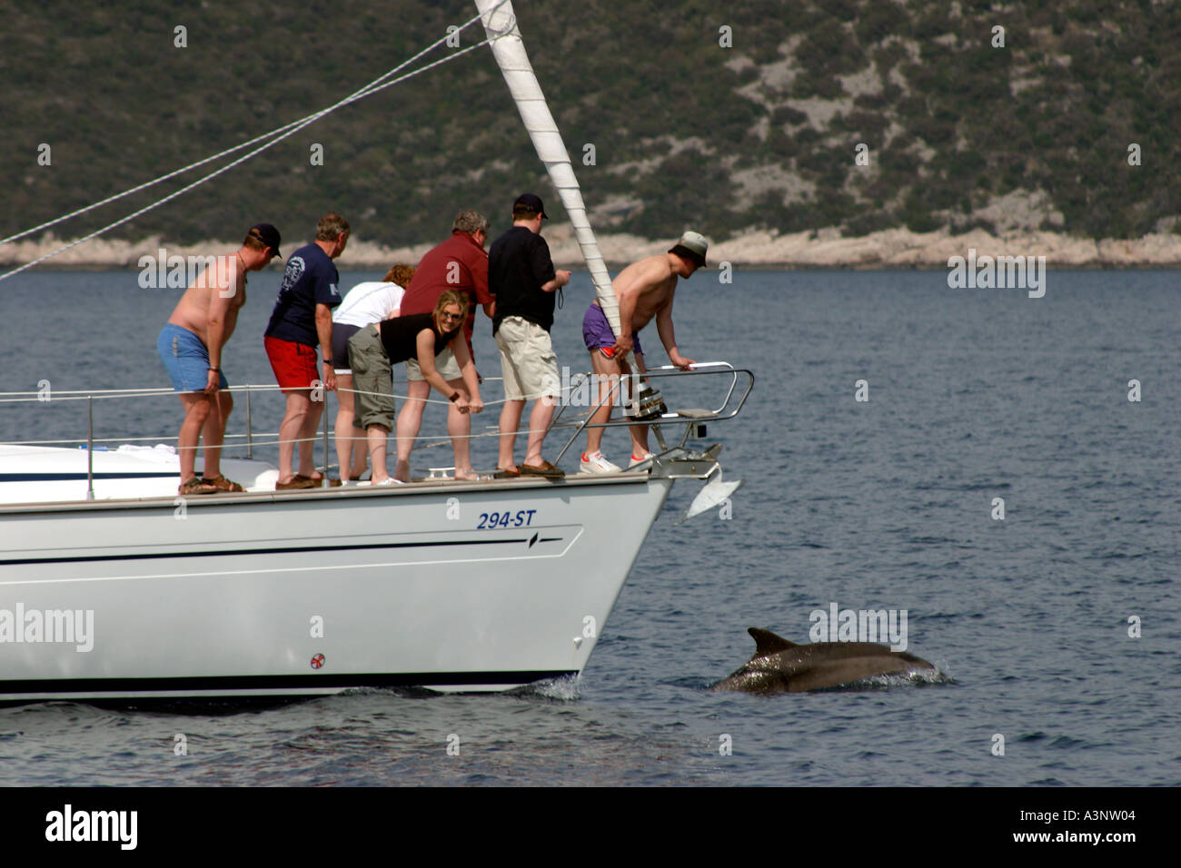 Dolphin jouant dans l'onde d'observation marins yacht avec Banque D'Images