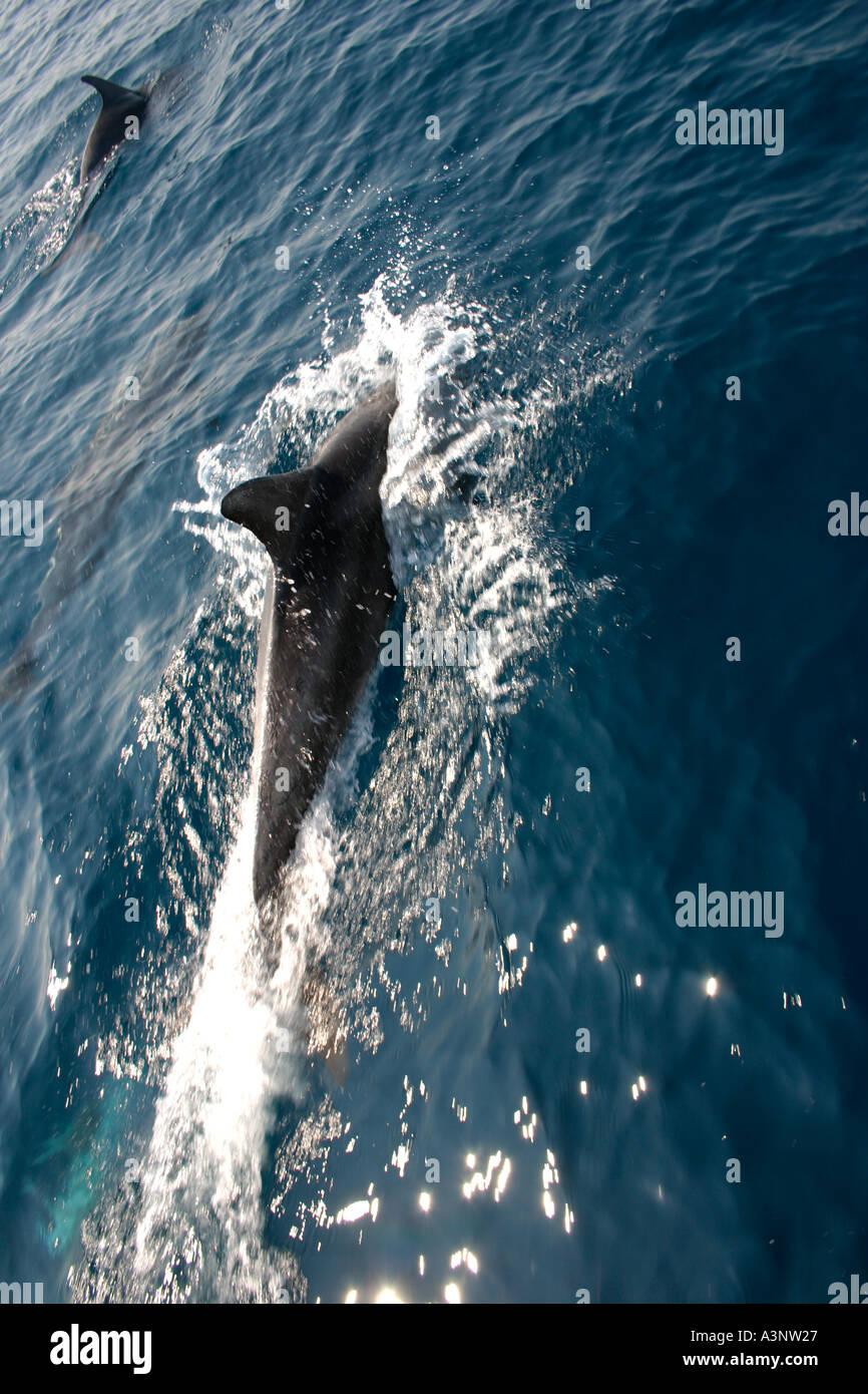 Dauphins qui jouent dans la vague de proue de yacht Banque D'Images