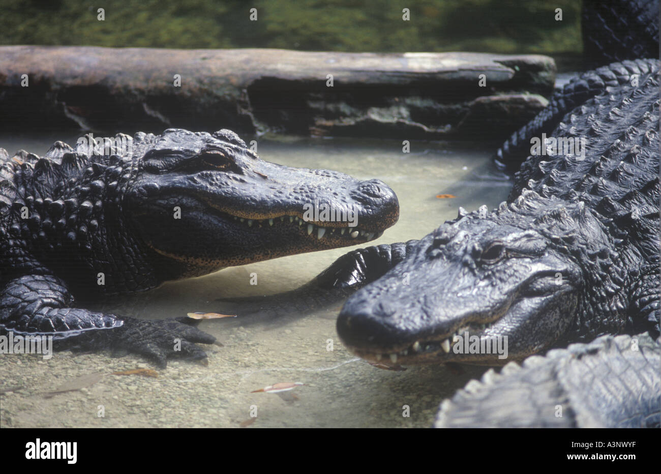 Les alligators, Florida, USA Banque D'Images