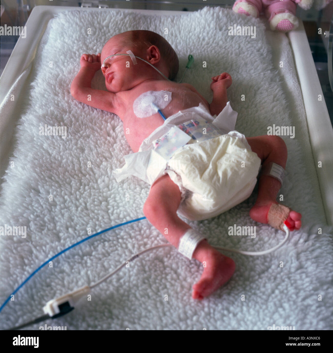 Bebe Premature En Couveuse Photo Stock Alamy