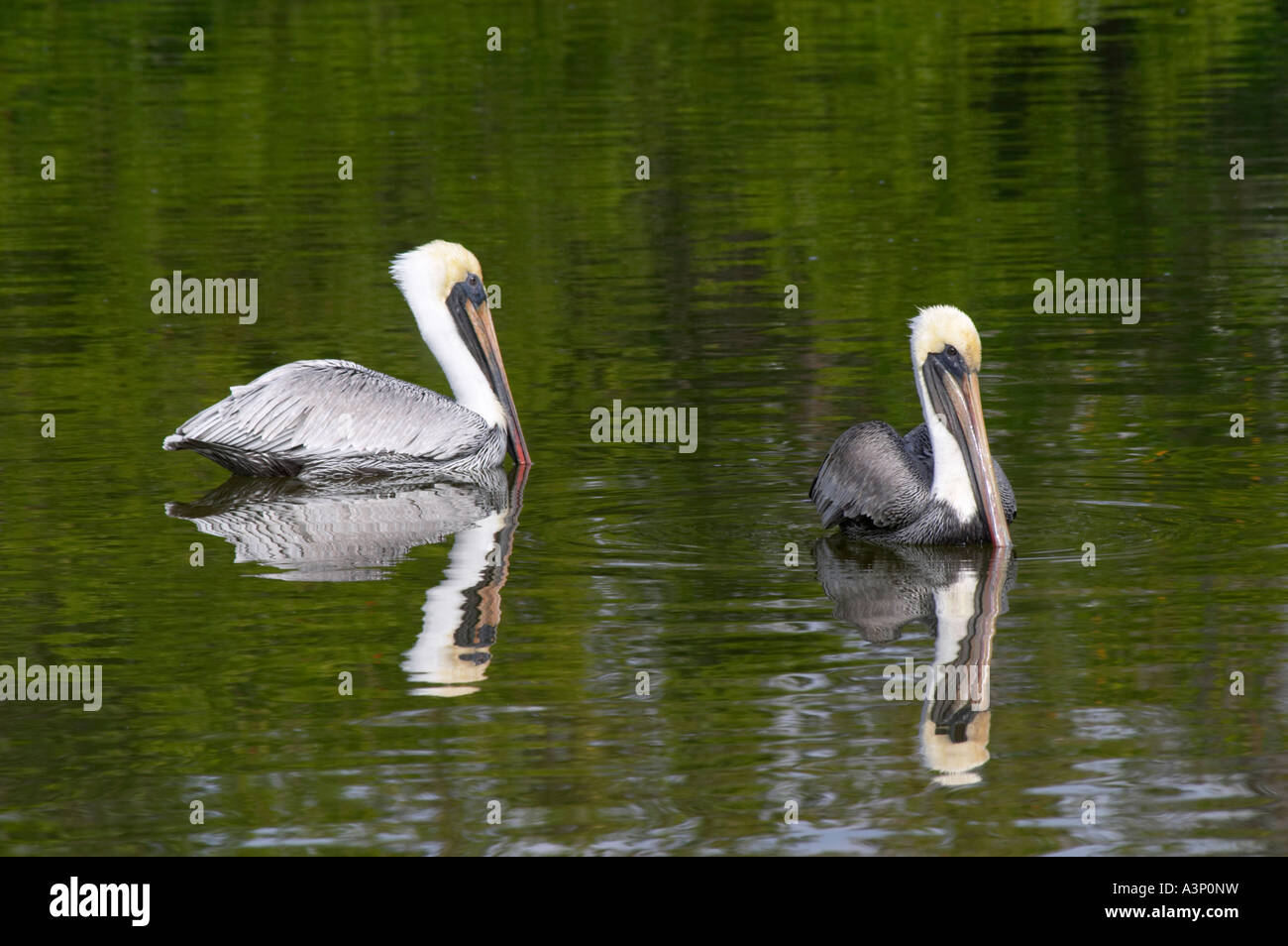 Le Pélican brun PELECANNUS OCCIDENTALIS DANS BLIND PASS LAGON OU TURTLE BEACH LAGOON SUR SIESTA KEY EN FLORIDE du Sud-Ouest Banque D'Images Le Pélican brun PELECANNUS OCCIDENTALIS DANS BLIND PASS LAGON OU TURTLE BEACH LAGOON SUR SIESTA KEY EN FLORIDE du Sud-Ouest Banque D'Images