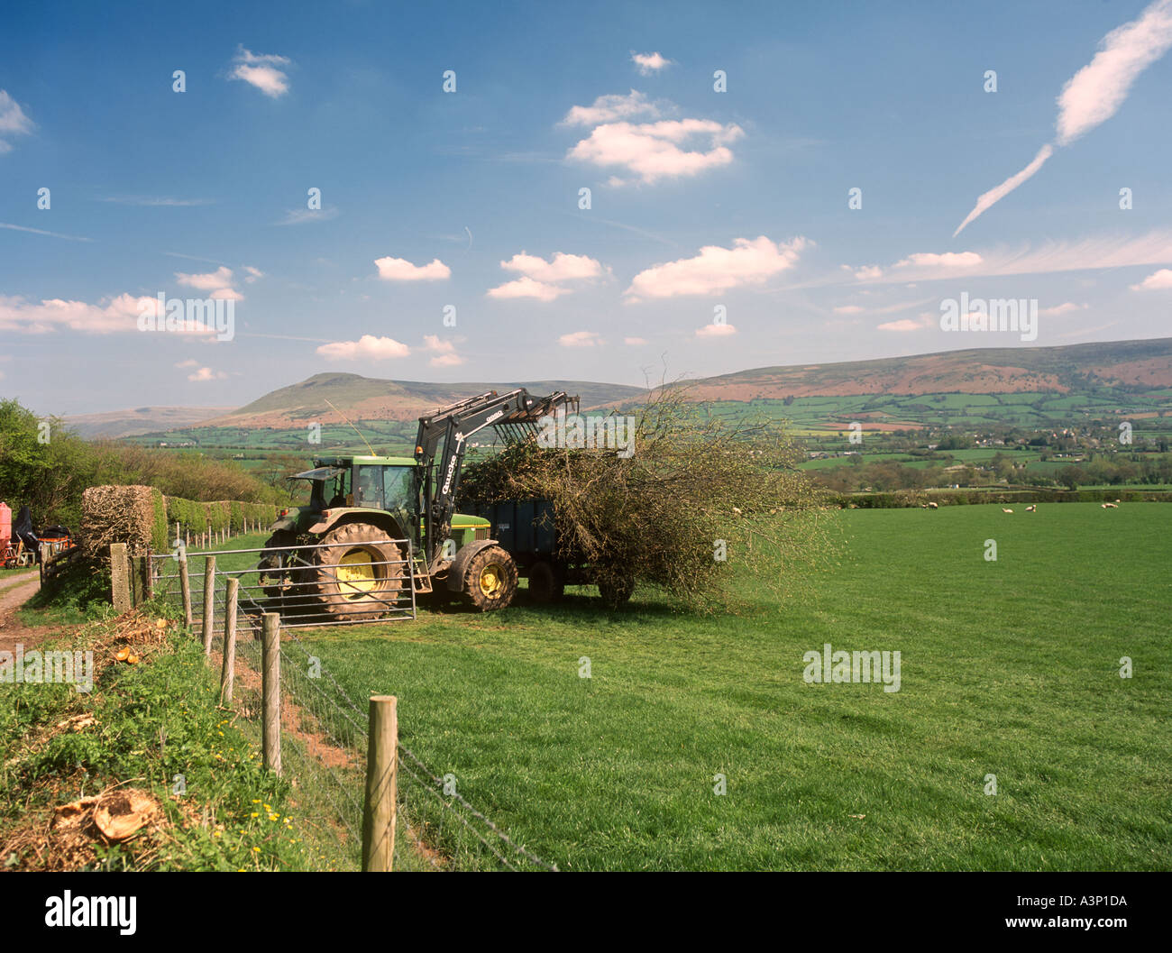 Chargement d'agriculteurs remorque avec les branchages dans les Brecon Beacons Powys 49024KP Banque D'Images