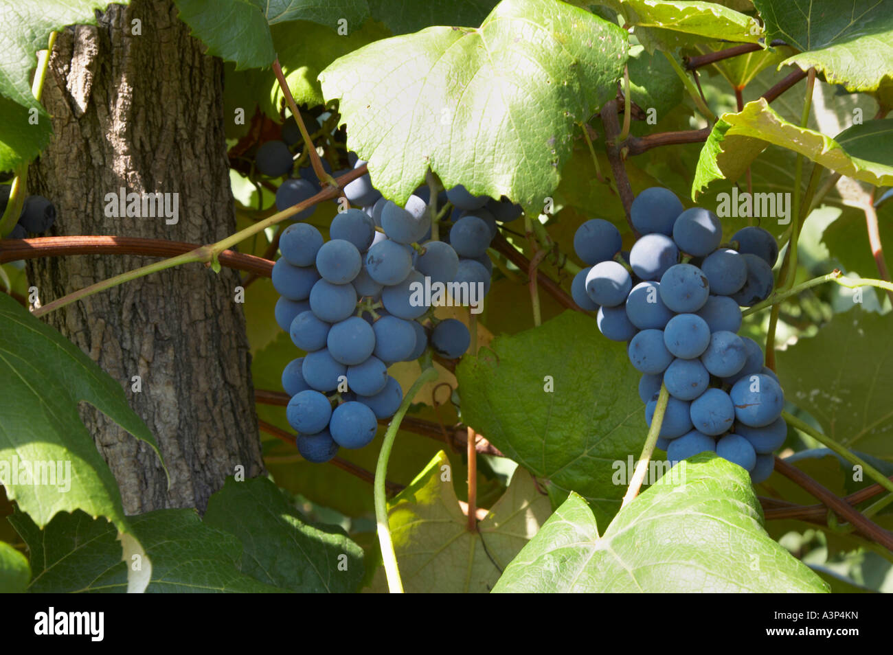 Raisins de vignes dans la région des lacs Finger de l'État de New York en septembre 2006 Banque D'Images