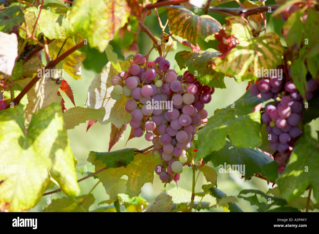 Raisins de vignes dans la région des lacs Finger de l'État de New York en septembre 2006 Banque D'Images