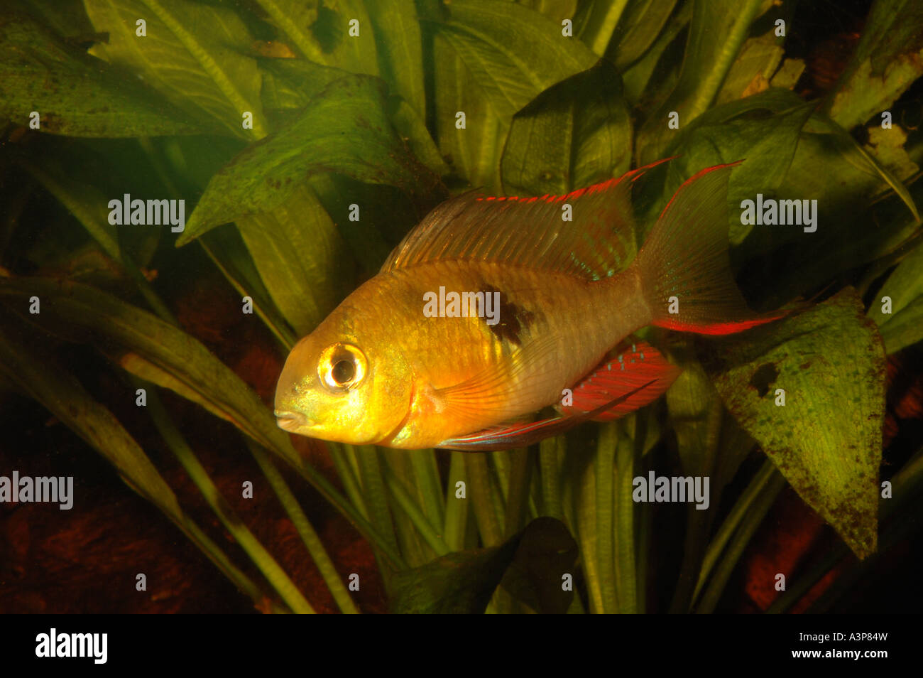 Dawf Ram ou cichlid Apistogramma ramirezi Amazon River Rio Orinoco Amérique du Sud du bassin Banque D'Images