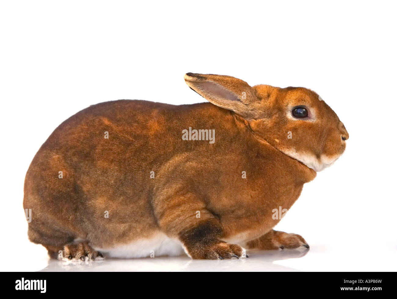 Lapin domestique Oryctolagus cuniculus Mini race Rex Grand Prairie au Texas USA Banque D'Images