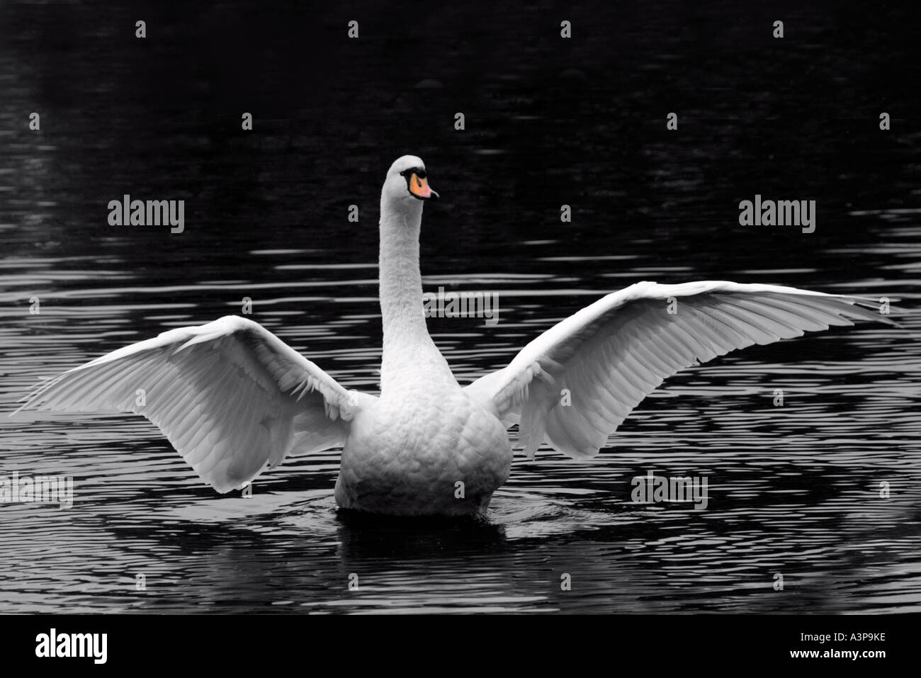 Cygne muet s'étend ses ailes Banque D'Images