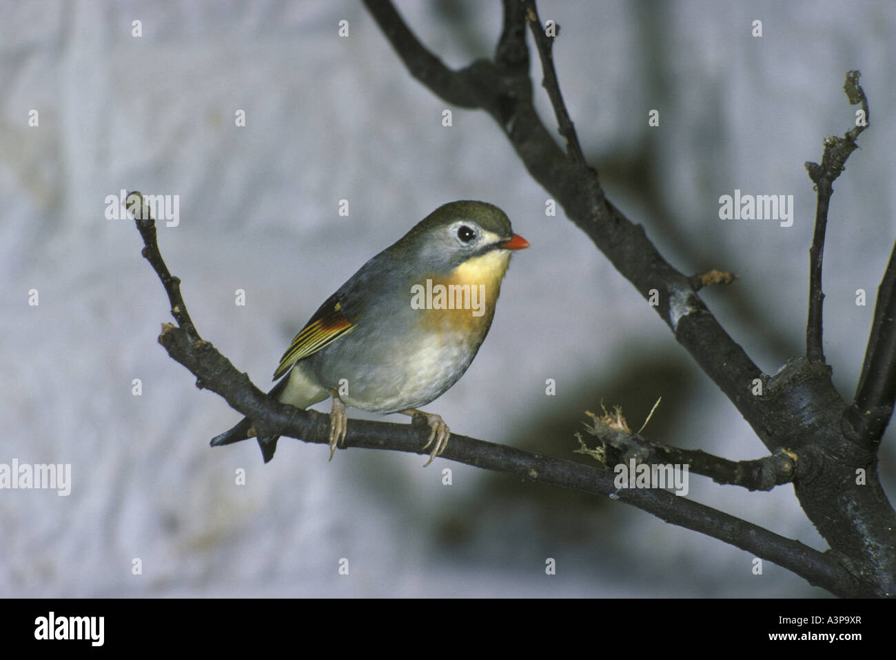 Leiotrix lutisane Chine Pekin Robin Banque D'Images