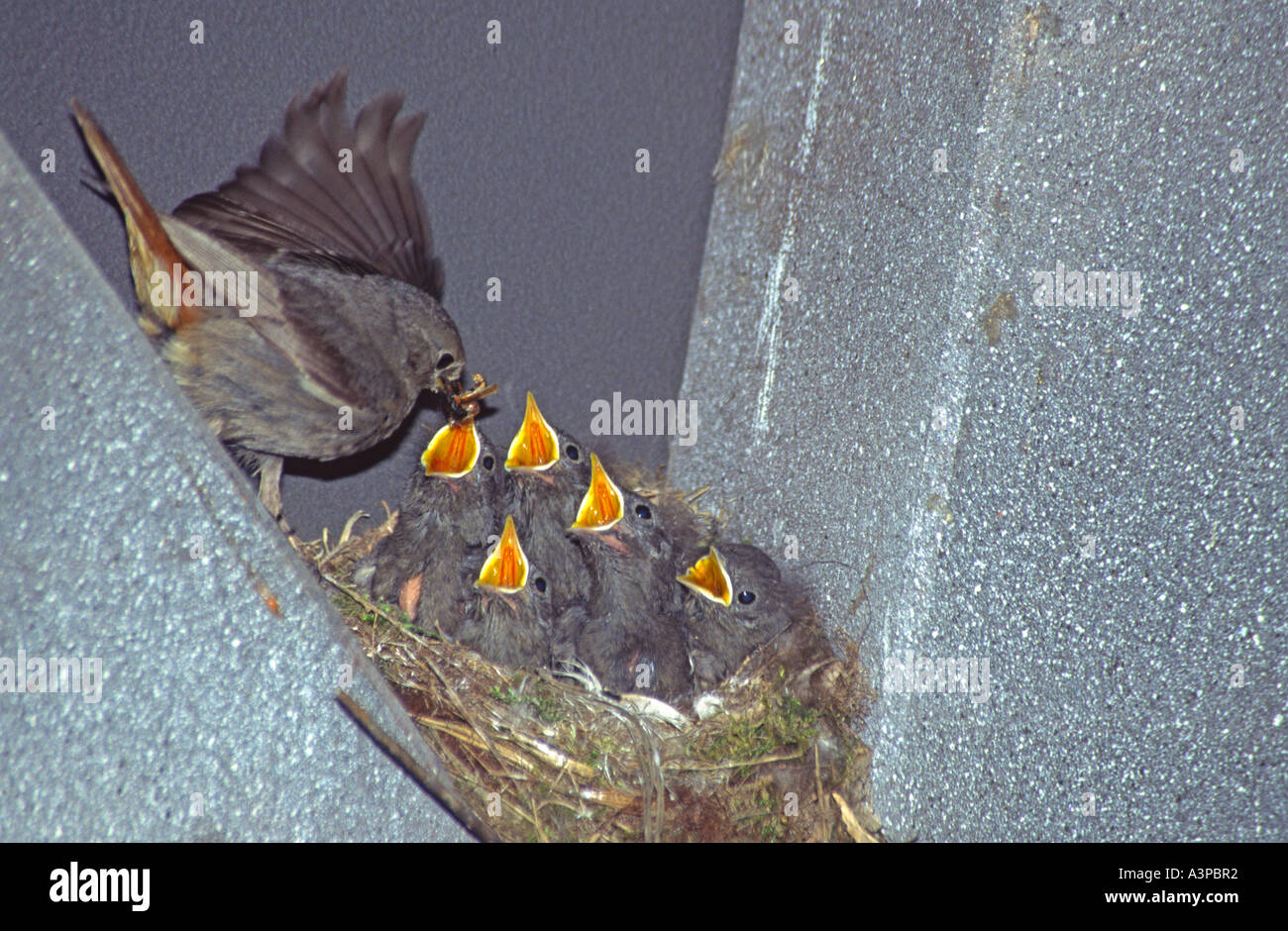 Rougequeue noir Phoenicurus ochruros pigeonneaux alimentation oisillons oisillons au nid Banque D'Images