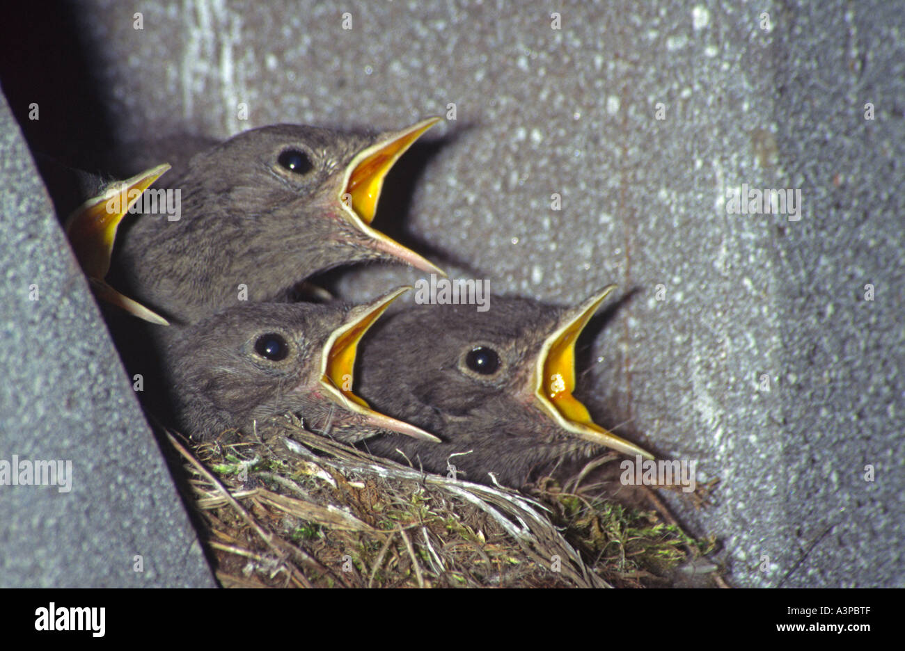 Rougequeue noir Phoenicurus ochruros pigeonneau à l'envol des oisillons au nid Banque D'Images
