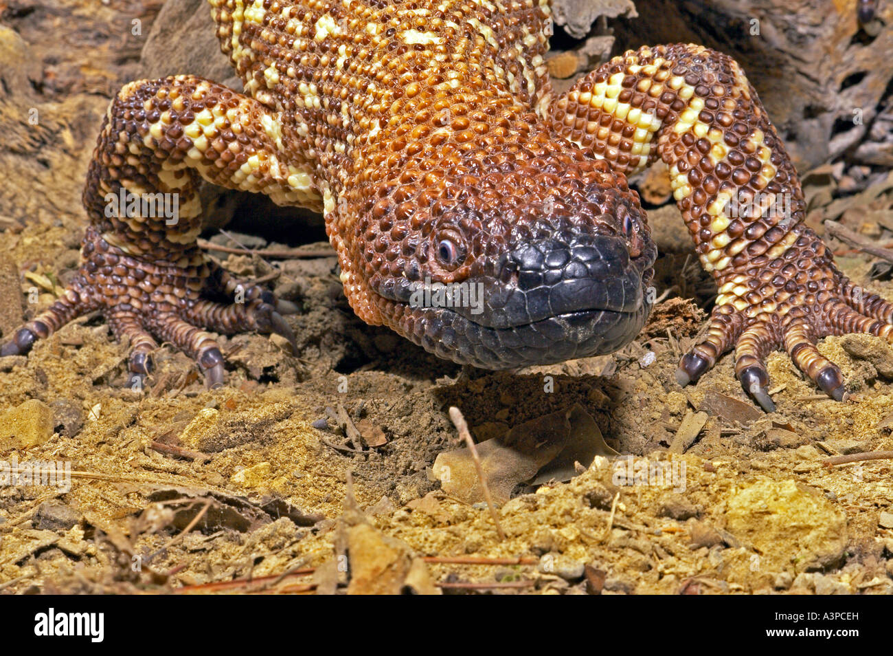 L'héloderme mexicain Heloderma horridum sud des États-Unis Mexique Banque D'Images