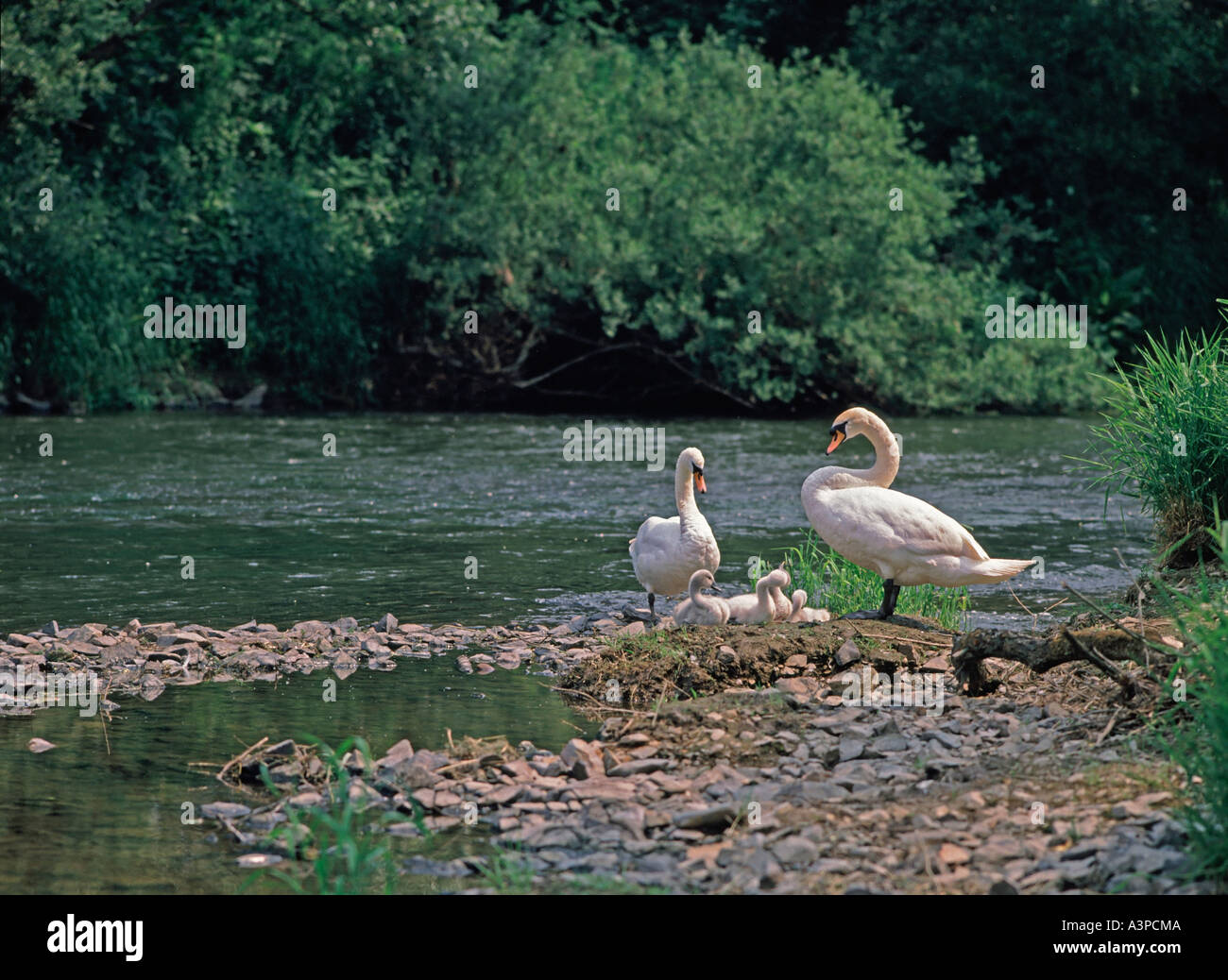 Famille de cygnes avec parent et quatre pigeonneaux à une rivière Banque D'Images