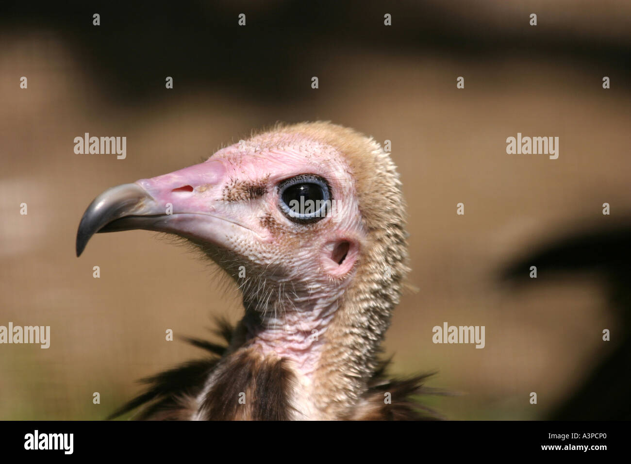 Hooded Vulture Necrosyrtes monachus, Close up, chef de Banque D'Images