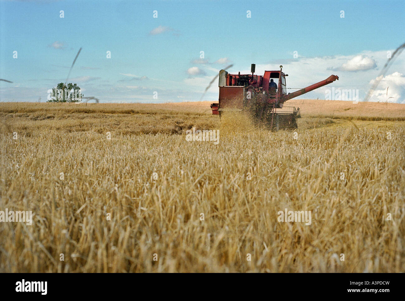 L'ensileuse combinée sur un champ de céréales, de Lituanie Banque D'Images