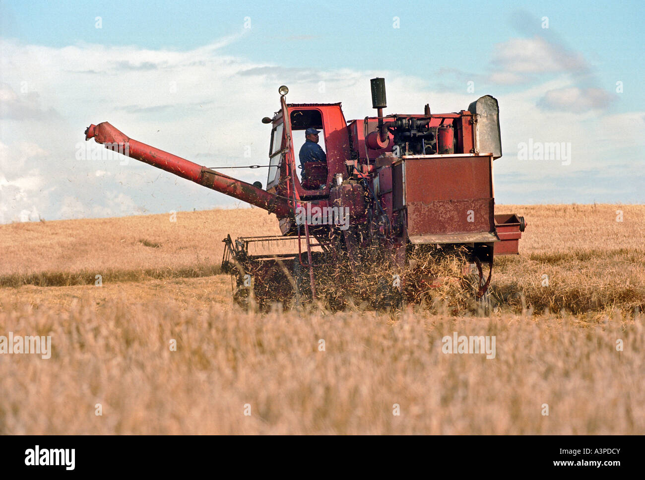 L'ensileuse combinée sur un champ de céréales, de Lituanie Banque D'Images