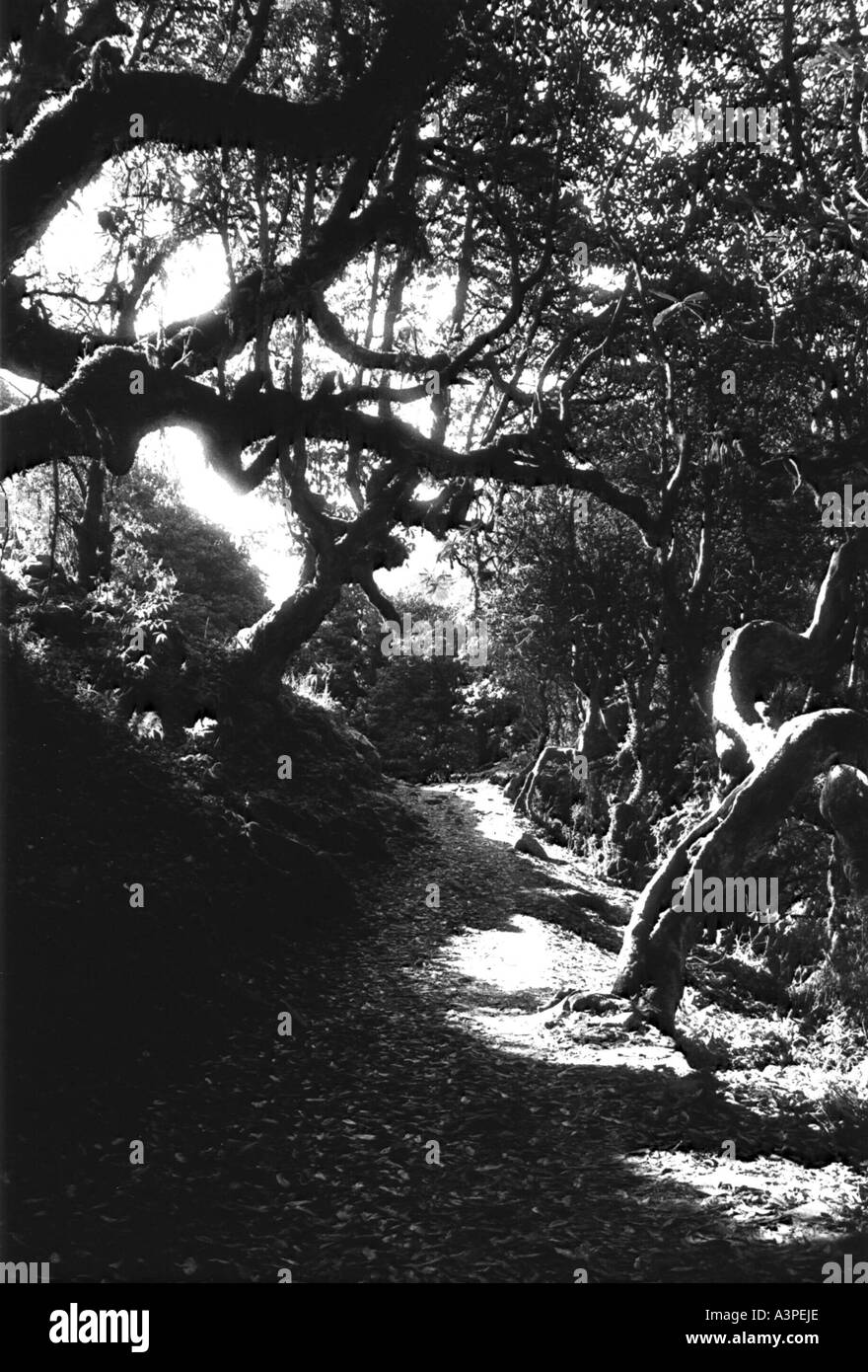 Sentier de montagne dans la région de l'himalaya Annapura Banque D'Images