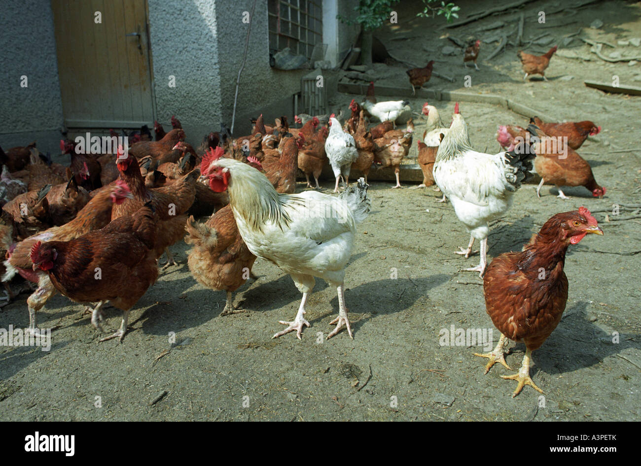 Des poulets dans l'arrière-cour du cloître, Komancza, Pologne Banque D'Images