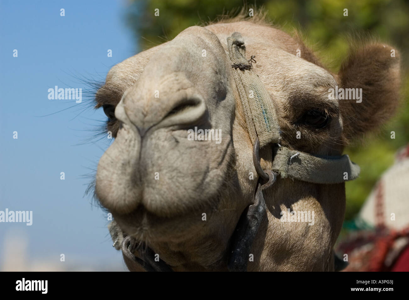 Close up camel's head Banque D'Images