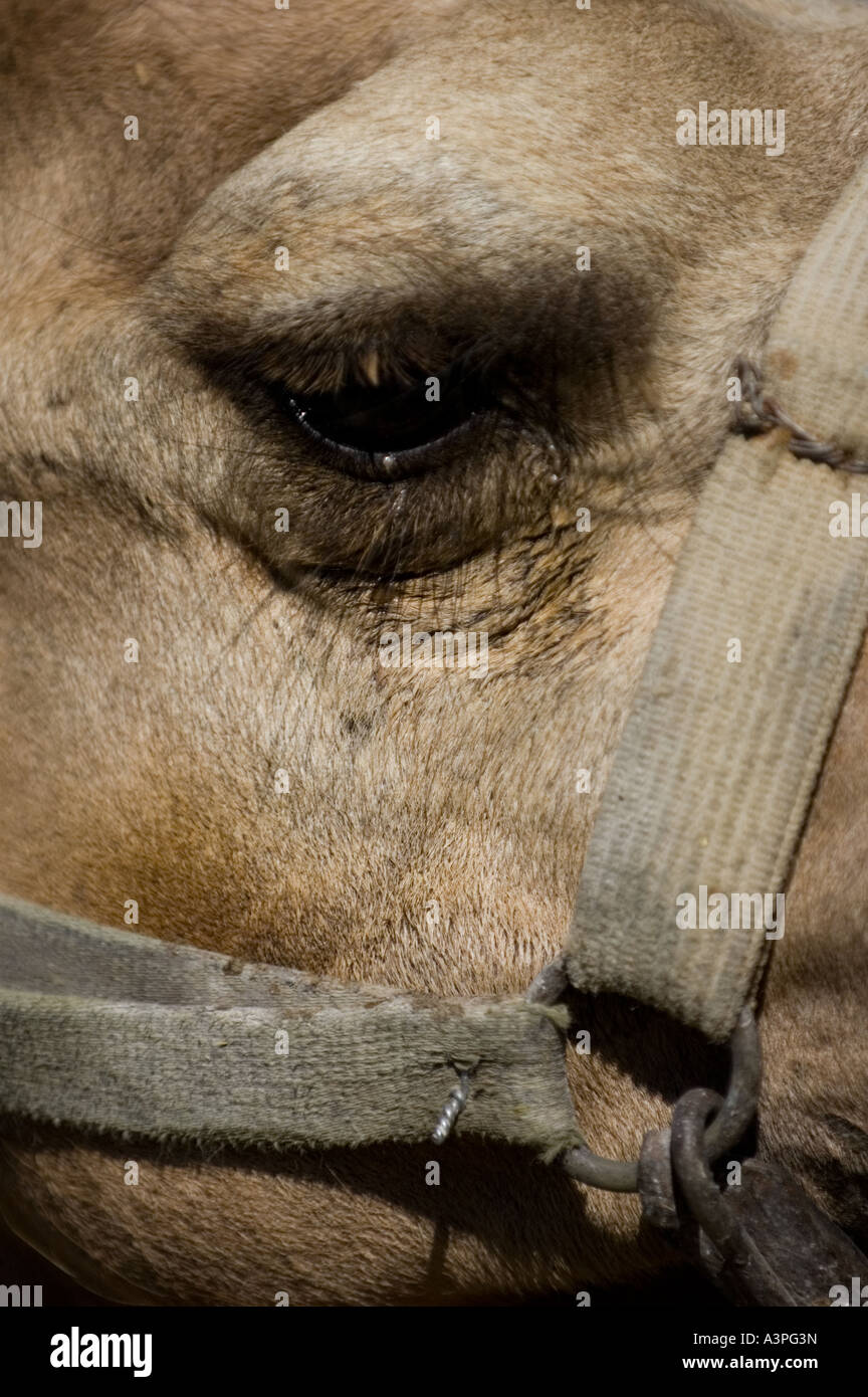 Camel's eye et petit close up Banque D'Images