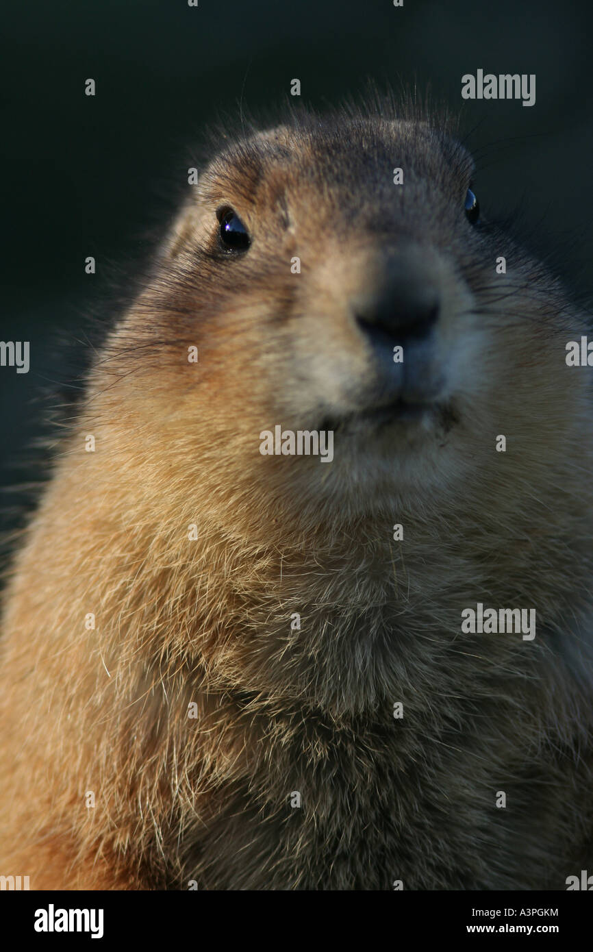 Marmotte de Praire close up Banque D'Images