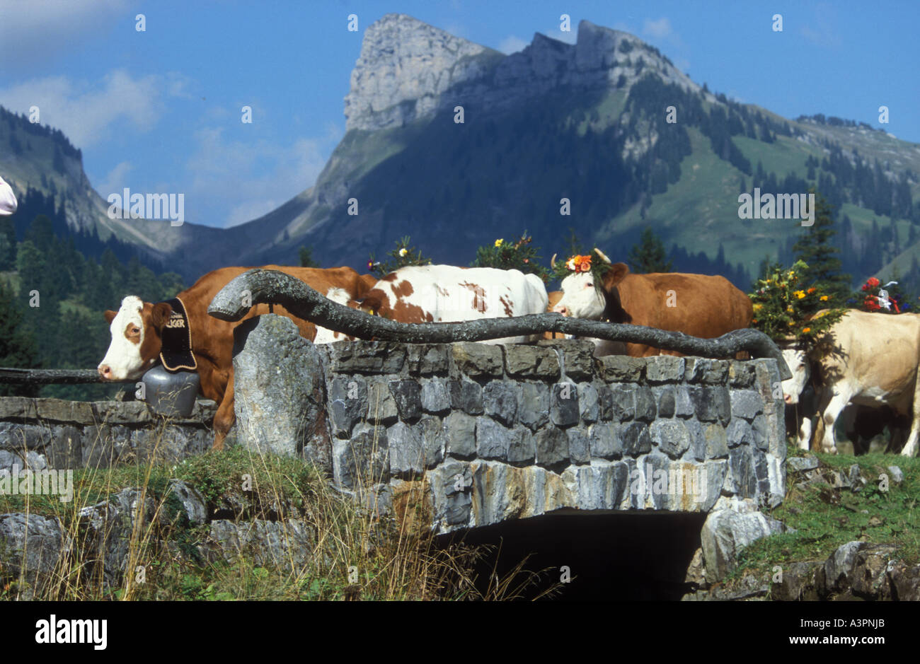 Les vaches décorées à summers fin laissant des alpages cross bridge dans Justis valley, Rhône-Alpes, Suisse Banque D'Images