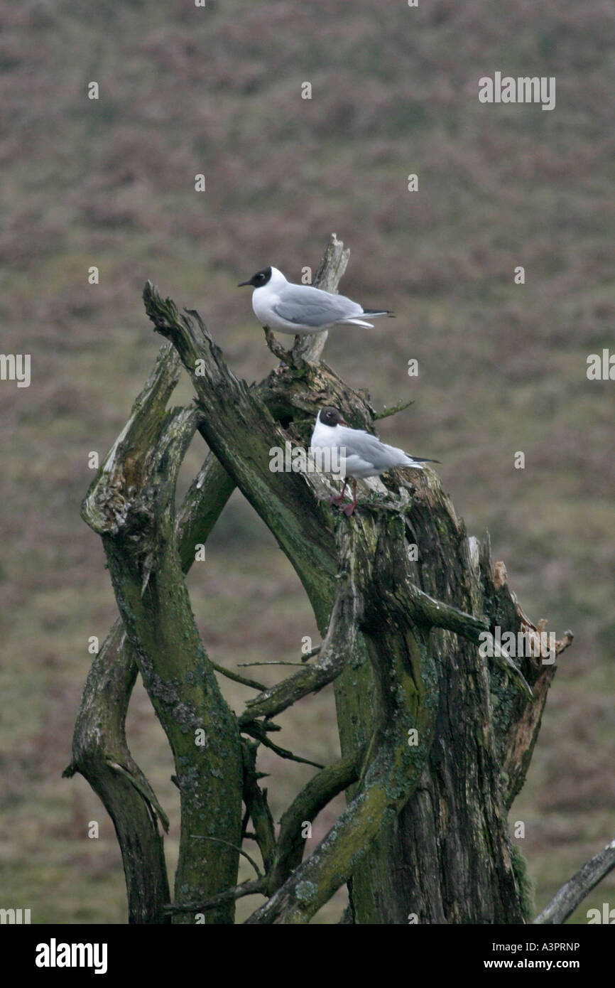 Mouette rieuse Larus ridibundus BLACK PERCHER SUR ARBRE MORT Banque D'Images