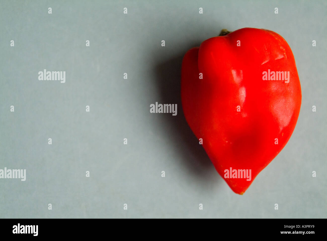 Piment Habanero rouge mûr, épicé chaud Banque D'Images