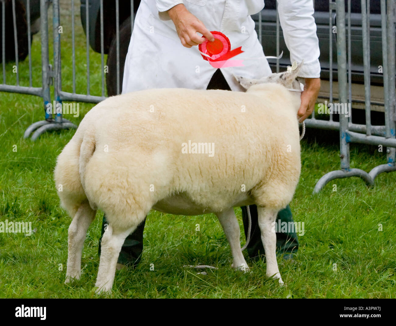 Moutons loegel jet gagnant au show Banque D'Images