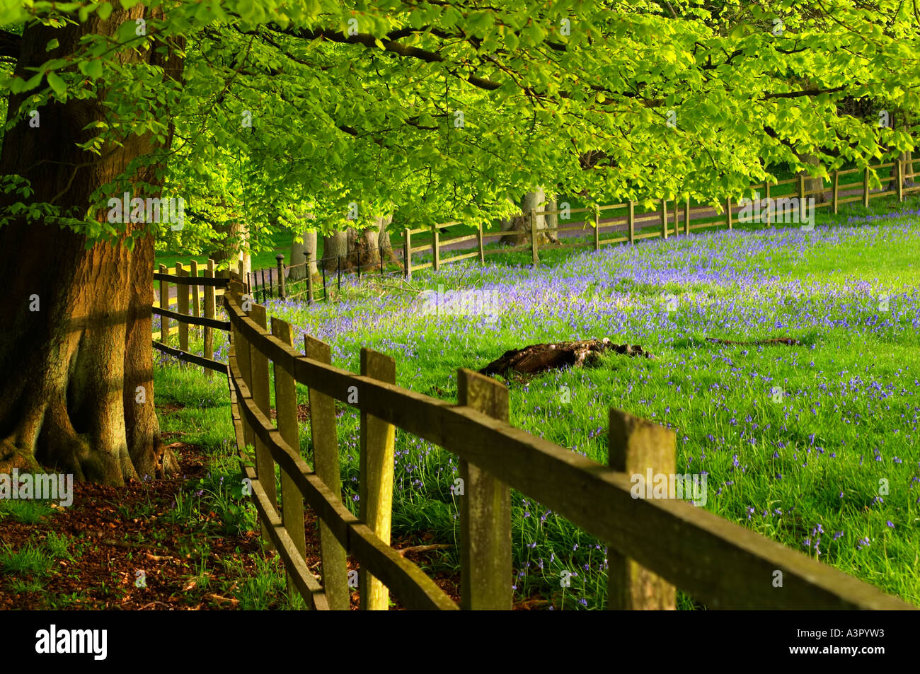 Printemps des bois Banque D'Images