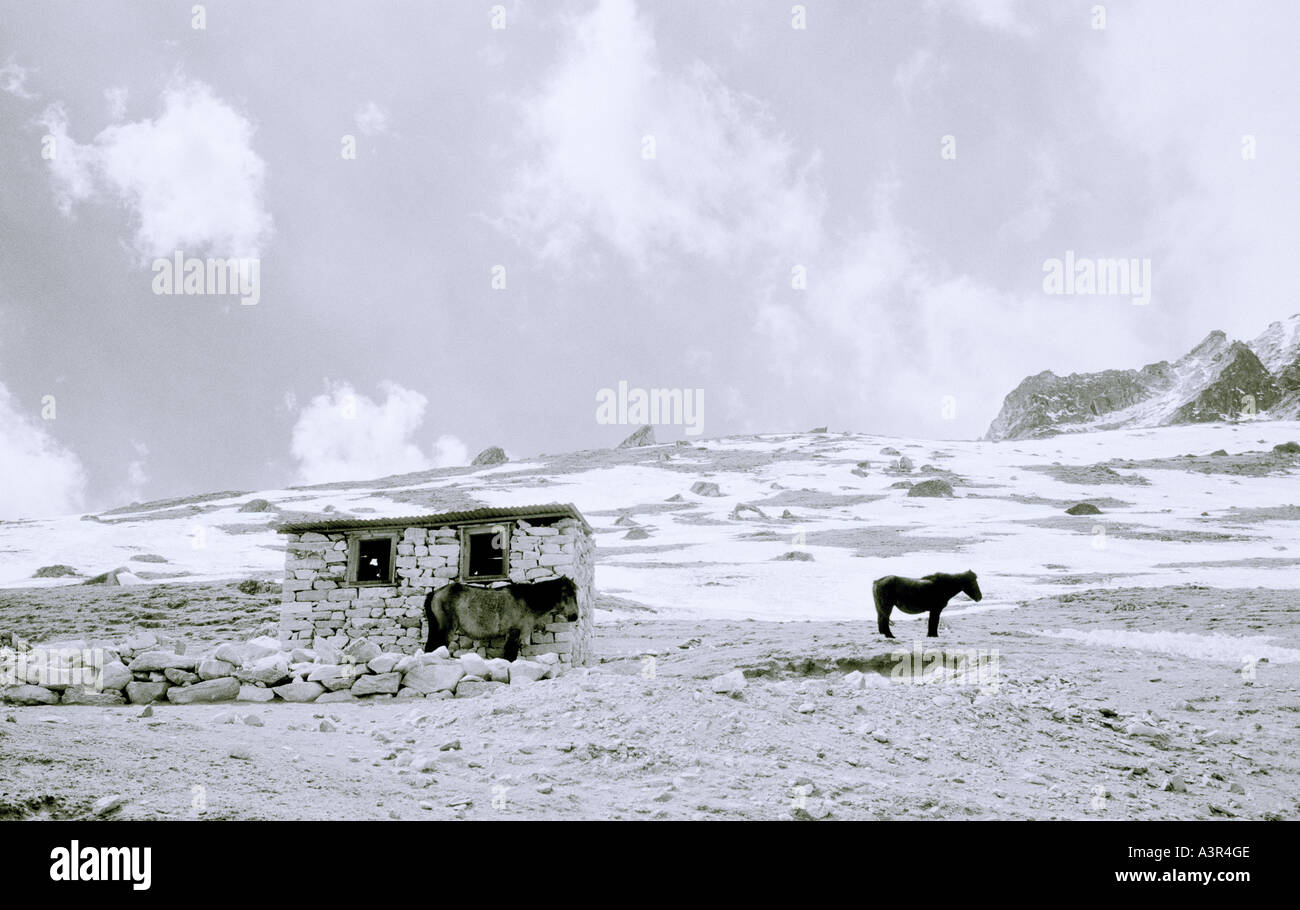 L'Himalaya. Cheval dans le paysage des montagnes de l'Himalaya Contreforts au Népal en Asie. Nature Aventure Évasion envie de solitude Banque D'Images