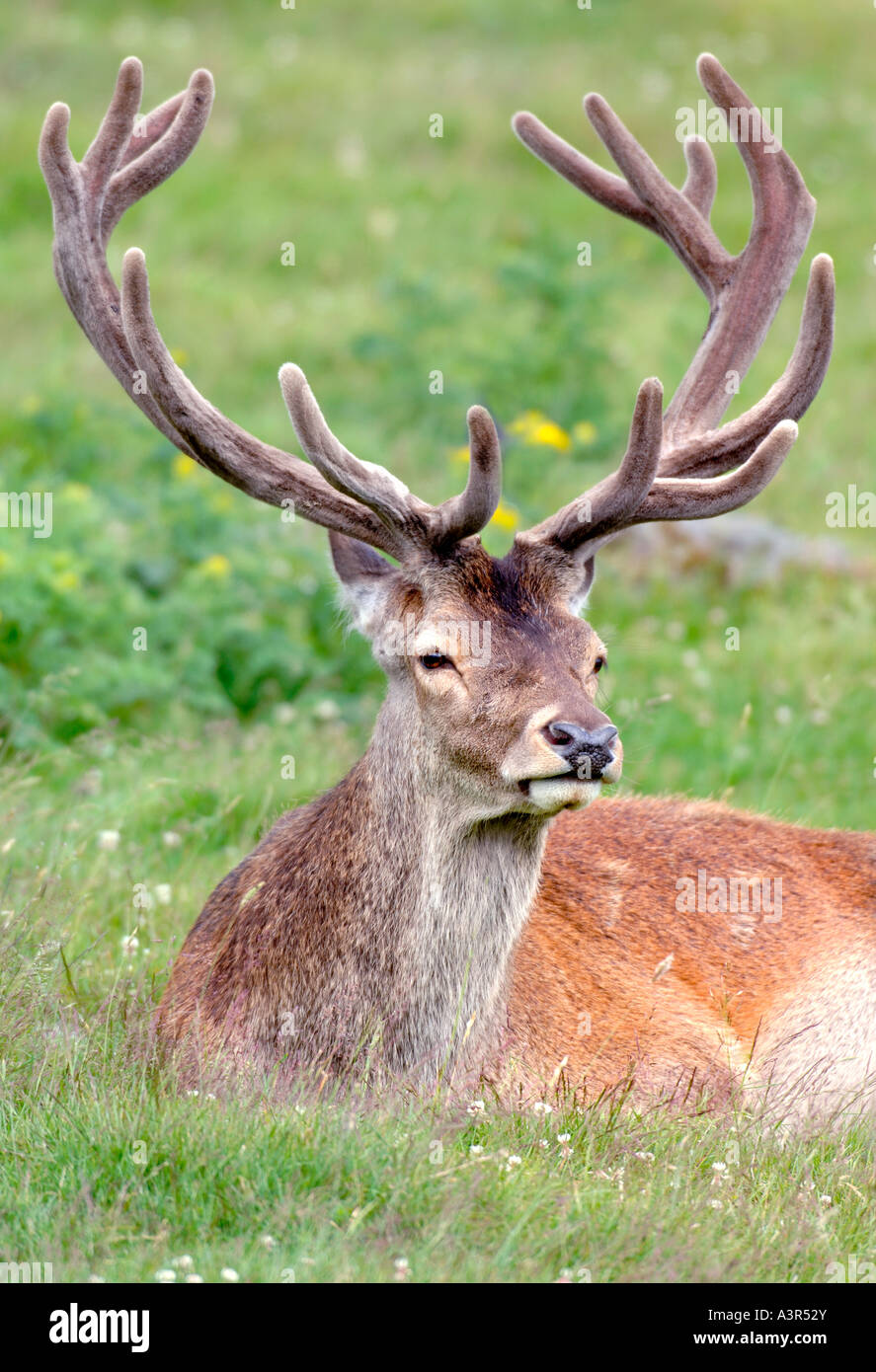 Grand Cerf rouge cerf bois cervus elaphus parc national de Cairngorms Ecosse Banque D'Images