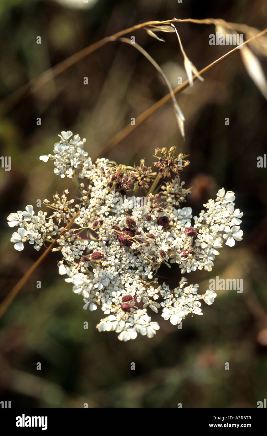 Carotte sauvage Daucus carota Umbellifer Banque D'Images