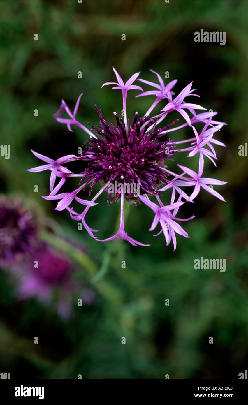 La centaurée plus centaurae nigra fleur composite mauve Banque D'Images