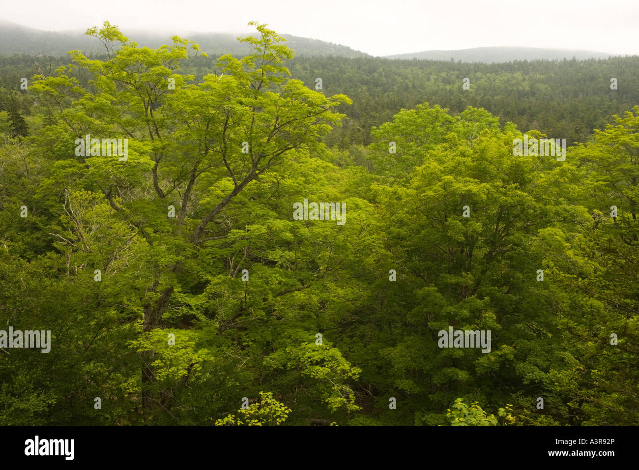 Un érable à sucre Acer saccharum dans une forêt de feuillus nordiques dans le Maine s'Acadia National Park Banque D'Images