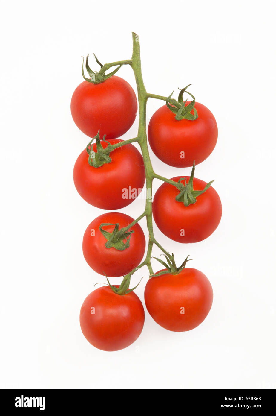 Tomates cerise SUR LA VIGNE Banque D'Images