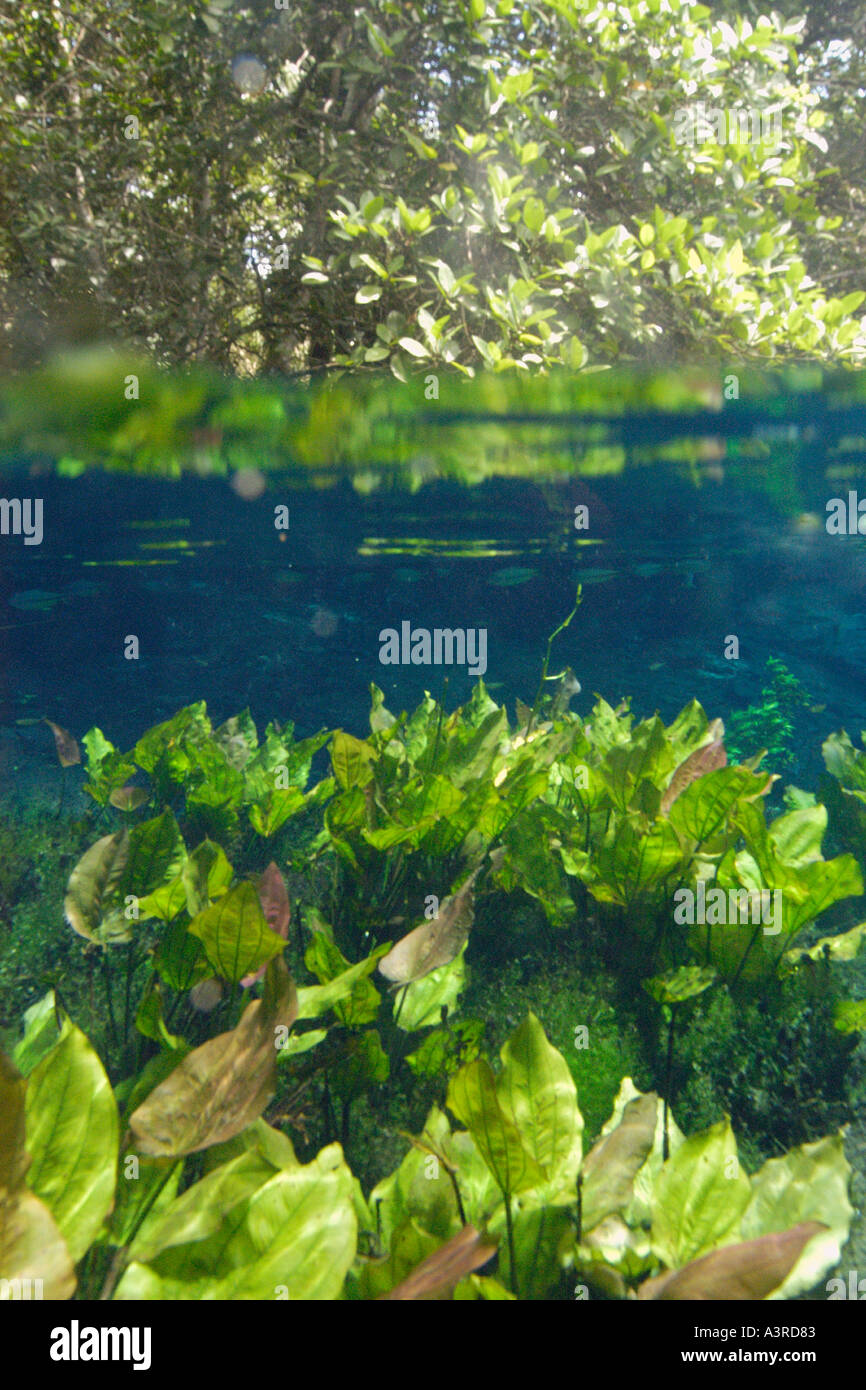 Plus de sous de côté rivière et plantes d'eau douce des arbres dans l'eau douce national printemps préserver Aquario natural Bonito Brésil Banque D'Images