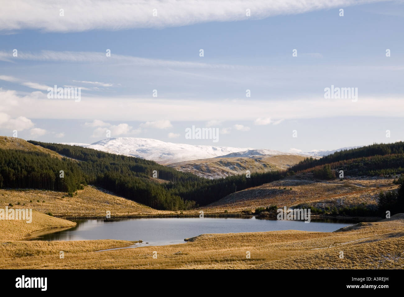 Dans Nantycagl Llyn landes et forêts de conifères avec de la neige sur la montagne Plynlimon ou Pumlumon Fawr en hiver. Ceredigion Mid Wales UK Grande-Bretagne Banque D'Images