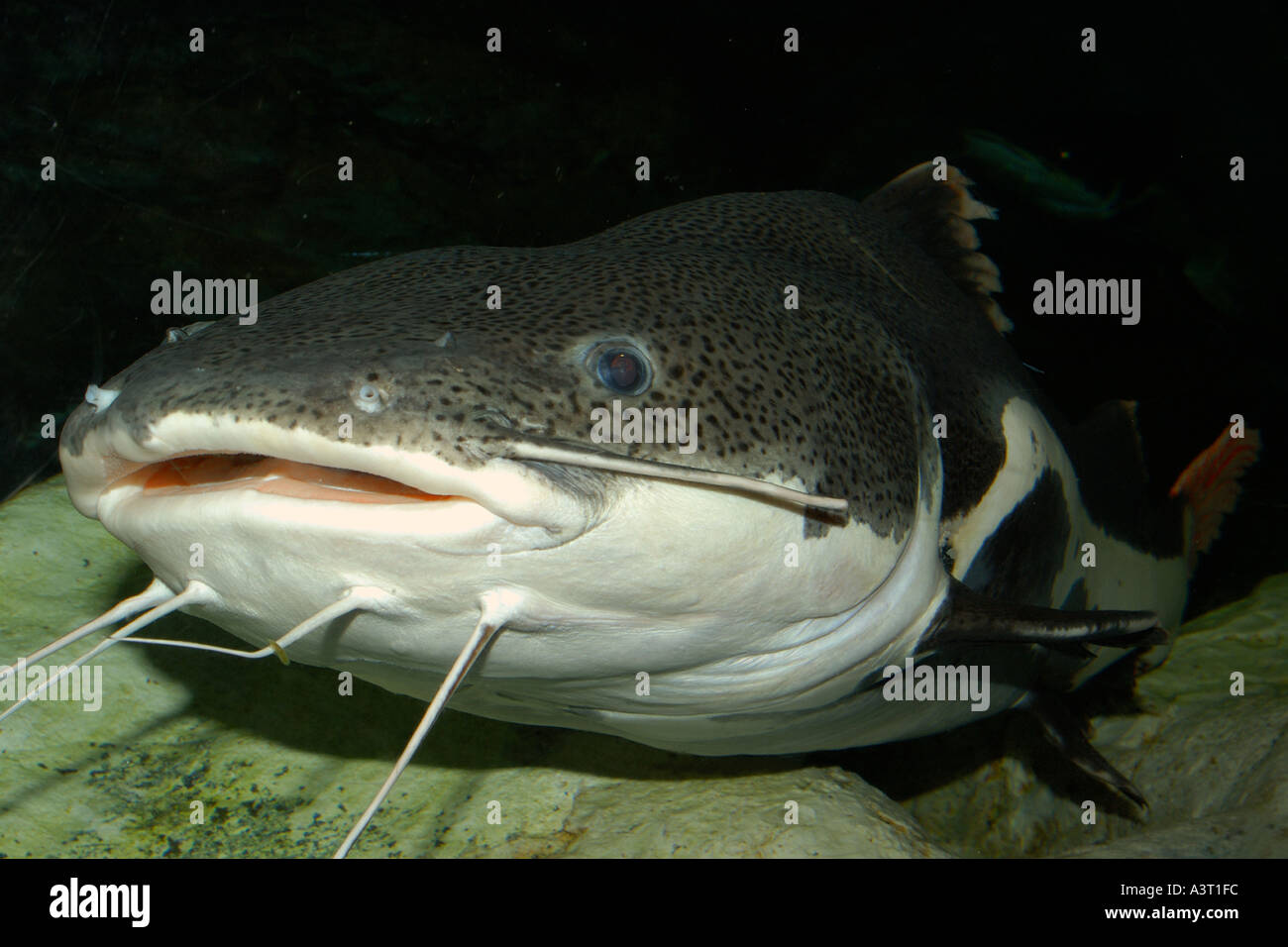 Repéré sorubim pintado ou Pseudoplatystoma coruscans cette espèce de poisson-chat d'eau douce se trouve à l'état naturel en Amérique du Sud Banque D'Images