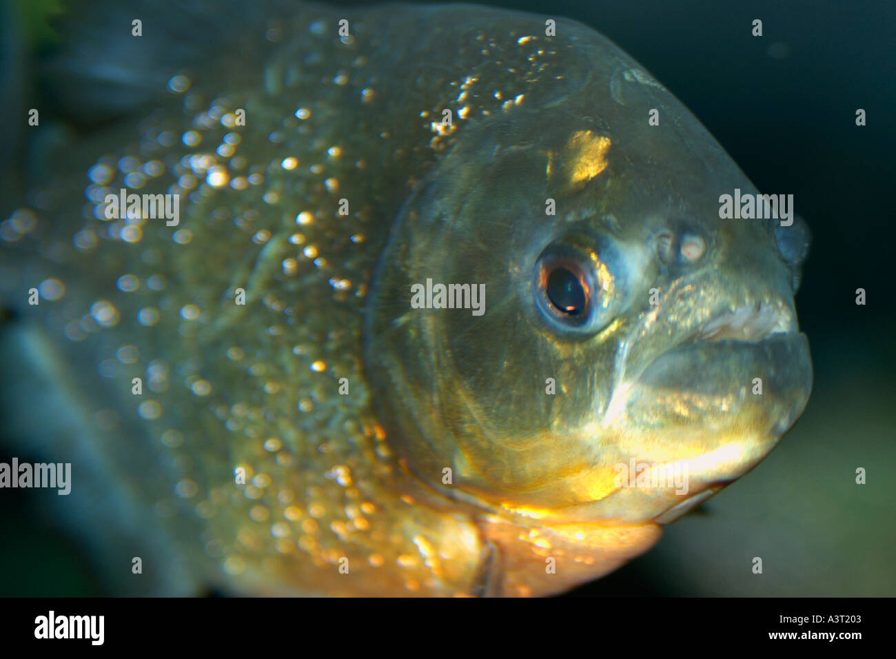 Pygocentrus nattereri piranha rouge cette espèce d'characin se produit naturellement en Amérique du Sud y compris l'Amazon Banque D'Images