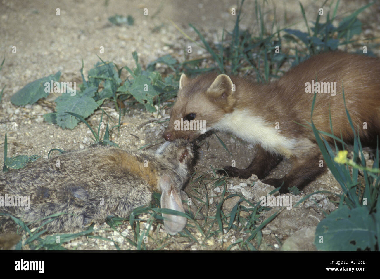 La Martre Martes fuina Pierre européenne se nourrissant d'un lapin Espagne  Carlos Sanz V W Photo Stock - Alamy