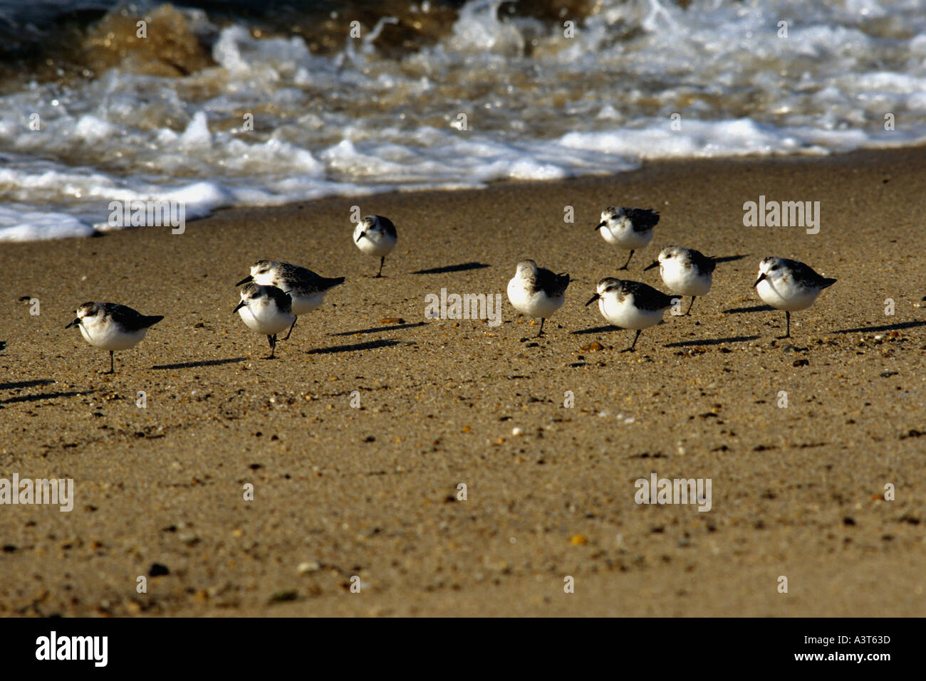 Les oiseaux sur la plage de Cape Cod Banque D'Images