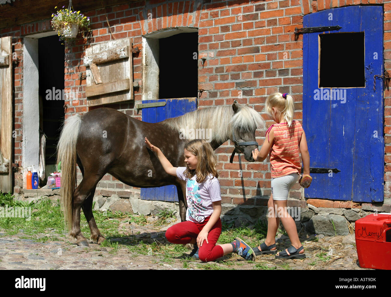 Poney Shetland (Equus caballus przewalskii f.), les enfants le toilettage d'un cheval Banque D'Images