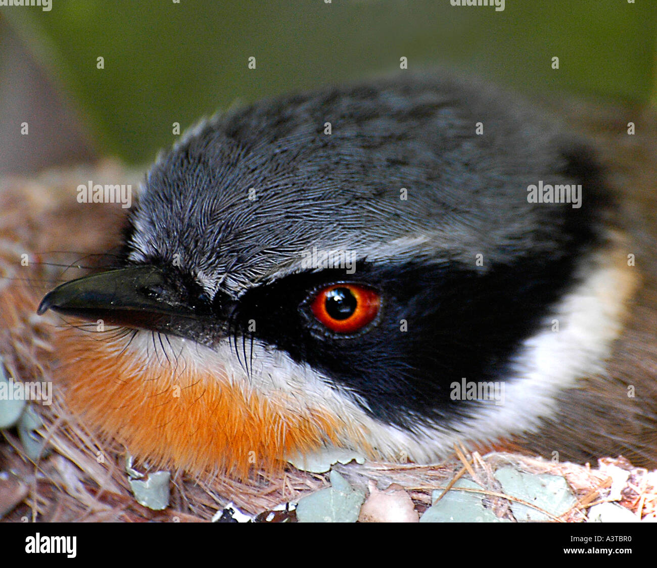 Femme Cape Batis Batis capensis capensis se reproduisent dans l'œuf de Claas s Cuckoo un parasite Banque D'Images