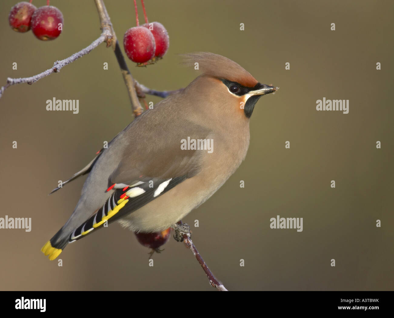 Jaseur boréal (Bombycilla garrulus), on twig avec fruits Banque D'Images