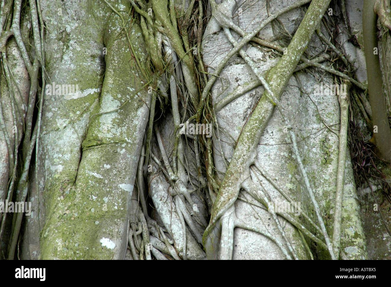 Strangler fig Ficus sansibaricus la limitation lentement acajou rouge arbre hôte Afrique Zimbabwe Banque D'Images