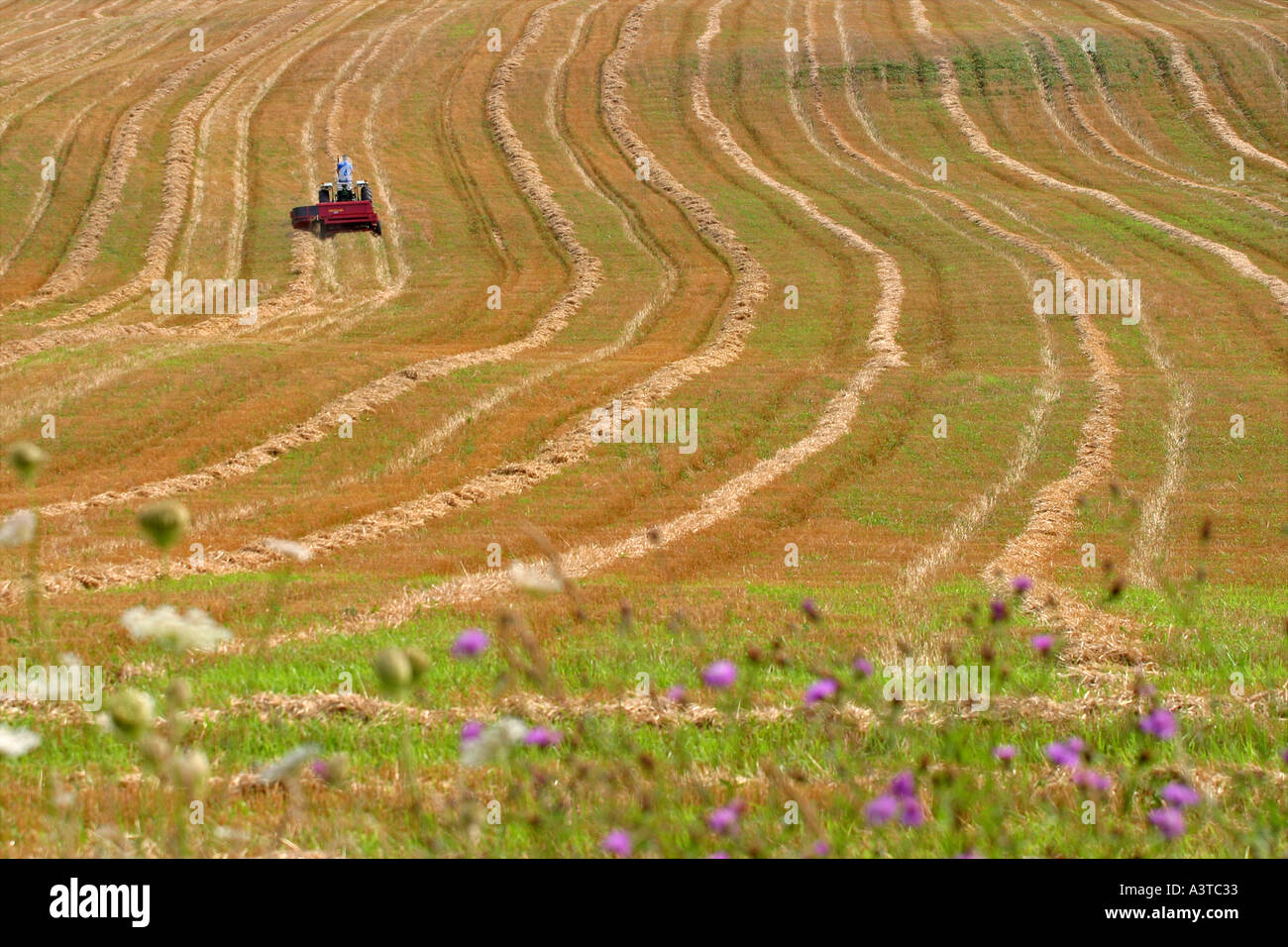 Le fauchage agriculteurs hay field en automne Banque D'Images